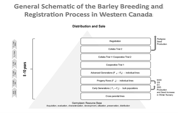 general schematic of the barley breeding and registration process in western canada